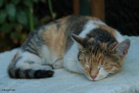 /album/fotogalerie/kocka-jpg1/