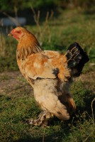 /album/fotogalerie/kohout-jpg1/