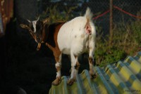 /album/fotogalerie/koza1-jpg1/