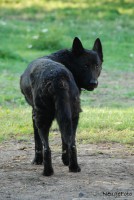 /album/fotogalerie/lola-jpg1/